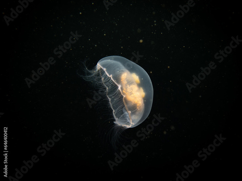 A Moon jellyfish or Aurelia aurita with black seawater background. Picture from Oresund, Malmo Sweden. Cold water scuba diving