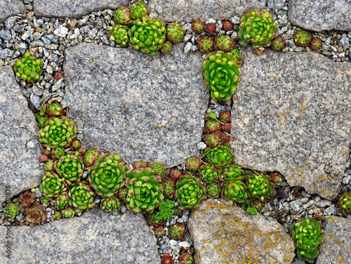 Stone rose or Sempervivum between granit stones, top view of growing houseleeks in fugue