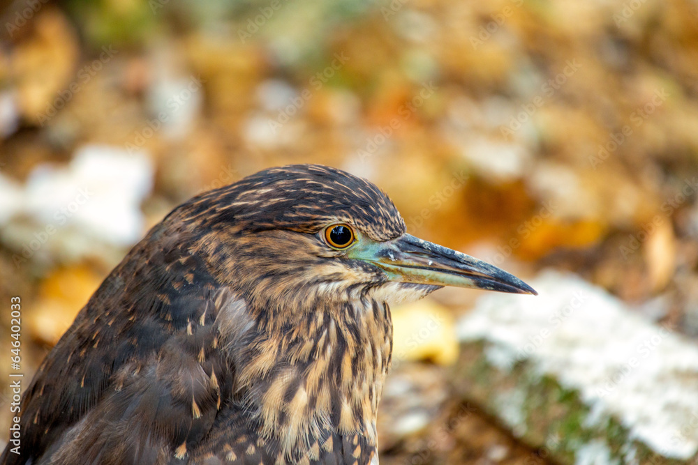 Black-Crowned Night Heron (Nycticorax nycticorax) Juvenile in California Black-Crowned Night Heron (Nycticorax nycticorax) Juvenile in California