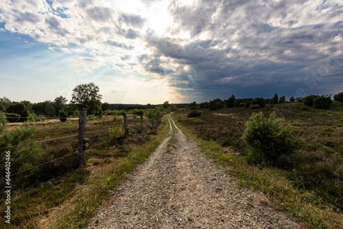 Traumhafter Wanderweg unter aufregenden Wolken in der Undeloher Heide zur vollen Heidebl  te entlang einer Kuhweide.