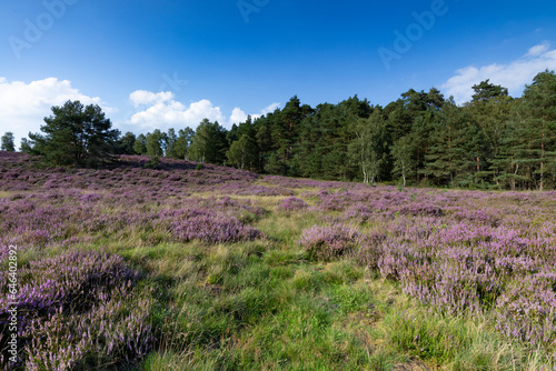 Wunderschöne blühende Heidefläche in der Weseler Heide.