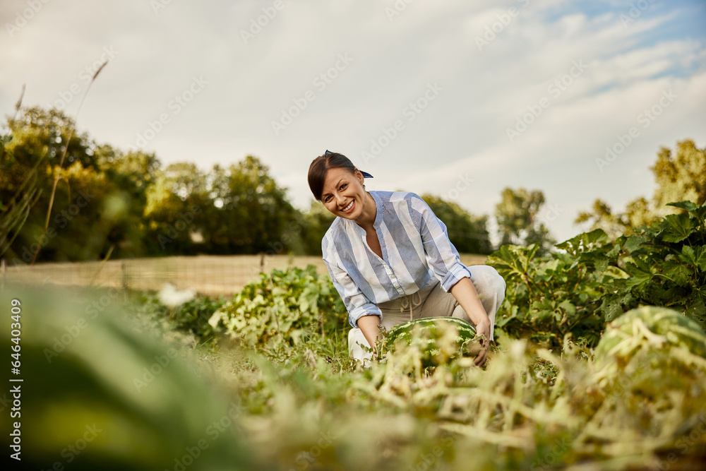 A pretty brunette woman working in her garden, choosing a ripe watermelon. A pretty brunette woman working in her garden, choosing a ripe watermelon.