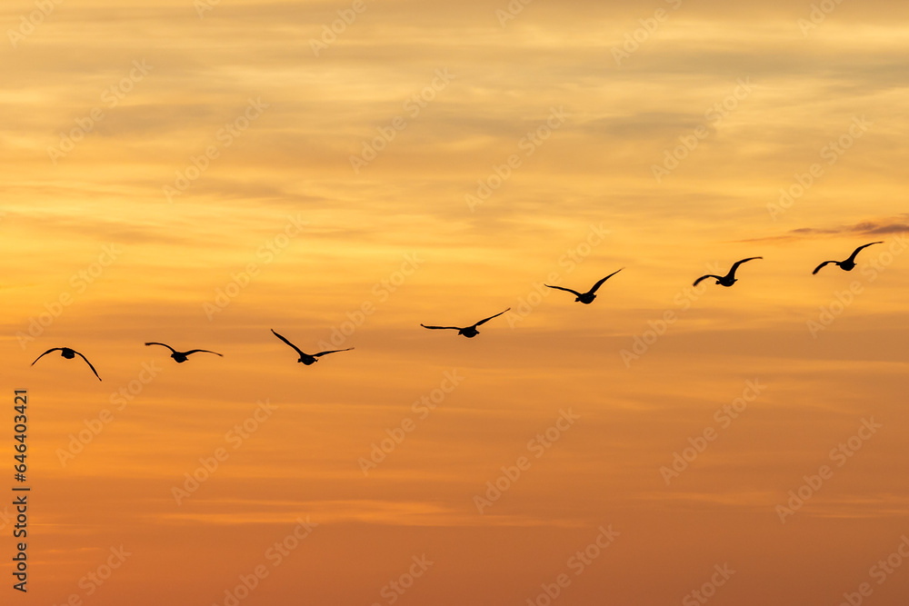 Geese in flight silhouetted against a sunset sky Geese in flight silhouetted against a sunset sky
