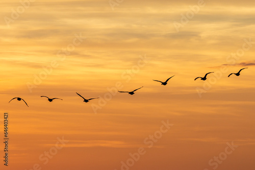 Vászonkép Geese in flight silhouetted against a sunset sky