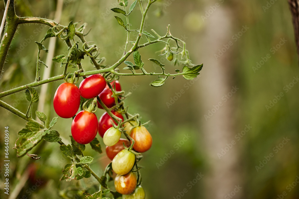 Small tomatoes growing in the garden, close-up photo. Small tomatoes growing in the garden, close-up photo.