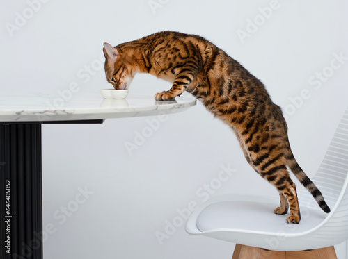 Pets. Concept. A beautiful, red leopard Bengal cat stands on a chair and licks a plate on the kitchen table. White background.