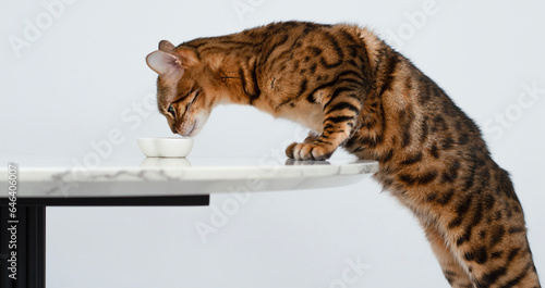 Pets. Concept. A beautiful, red leopard Bengal cat stands on a chair and licks a plate on the kitchen table. White background.