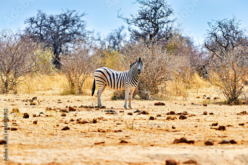 Namibia. Etosha National Park. Zebra in the wild