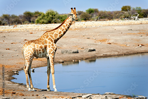 Namibia. Etosha National Park. Giraffe drinking at a waterhole