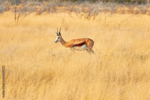 Namibia. Etosha National Park. A springbok gazelle antelope in the wild