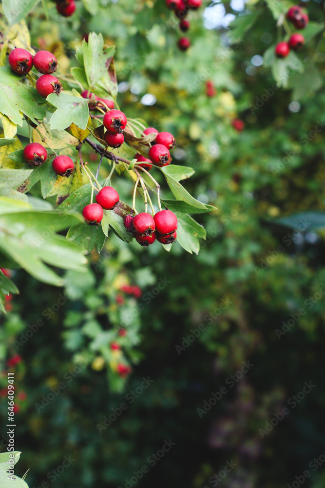 Hawthorn berries in green foliage. Hawthorn berries in green foliage.