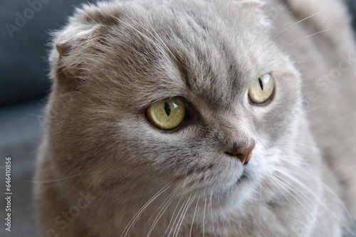 close up portrait gray tabby scottish fold eared cat sitting on gray sofa 