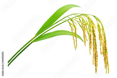 Paddy rice with green blade, Ears of paddy rice isolated on a white background or transparent background, Bunch of paddy rice
