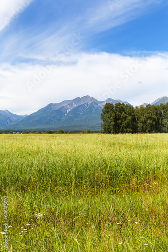 Beautiful rural landscape with oat field in foothill valley against backdrop of the Eastern Sayan Mountains on August day. Natural background. Siberia,  Baikal region, Buryatia, Tunka Valley, Arshan photo