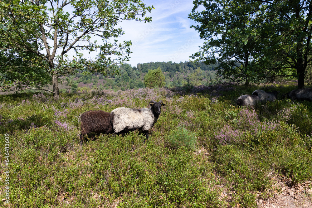 Fototapeta premium Heidschnucken auf einer grünen Wiese in der Lüneburger Heide