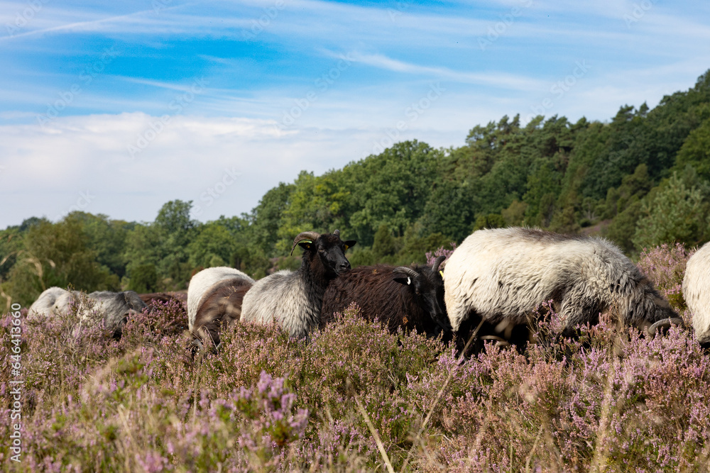 Fototapeta premium Wunderschöne Heidschnucken mitten in der blühenden Lüneburger Heide