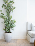 Light green tall leaves, plant tree in concrete vase or cement pot on wood tiles floor and white wall background near couch, vertical style. Clean bright living room with green tropical houseplant.