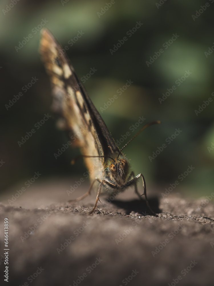 Obraz premium Basking Speckled Wood Butterfly looking at camera