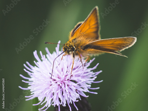 Small Skipper Butterfly feeding on flower