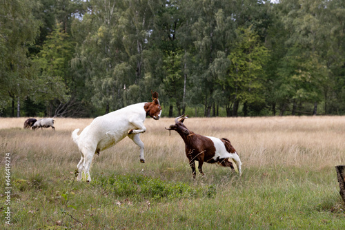 Ziegen spielen kämpferisch miteinander und stoßen ihre Köpfe zusammen. © S. Lorenzen-Mueller
