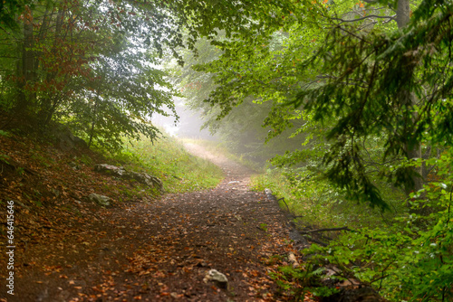 Fabulous and mysterious path in the decidous beech foggy forest. Location place of Carpathians mountain, Romania, Europe. Image of exotic scene. Vibrant photo wallpapers. Discover the beauty of earth