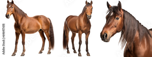 brown horse collection (portrait, standing), animal bundle isolated on a white background as transparent PNG