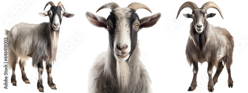 Grey goat collection (portrait, standing), animal bundle isolated on a white background as transparent PNG