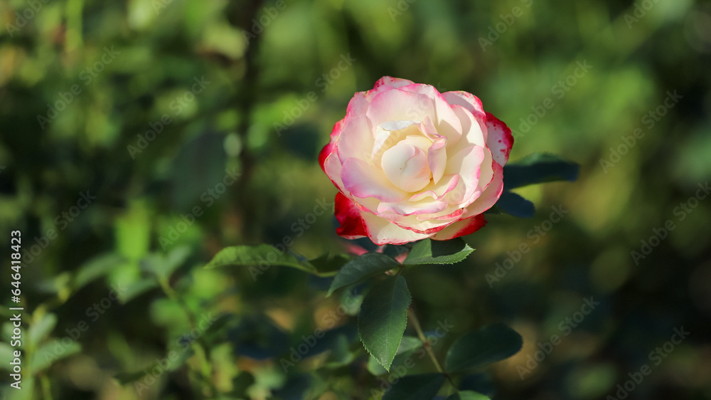 Pink two colors. Blurred green leaves background. Pink two colors. Blurred green leaves background.