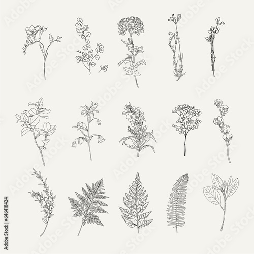 Fototapeta Naklejka Na Ścianę i Meble -  herbs flowers line drawing vintage design vector