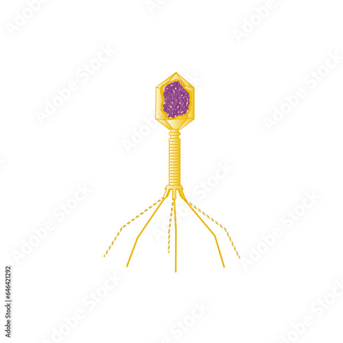 Bacteriophage bacterial cell