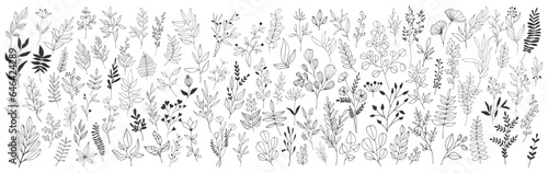Hand drawn flowers, floral plants. Ornament leaves and branch elegant outline doodles. Vector set
