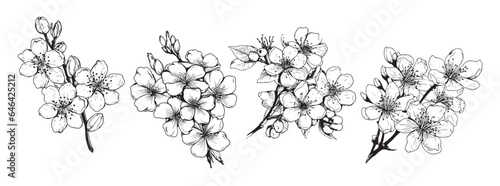 Cherry blossom set sketch hand drawn in comic style.Vector Garden flowers
