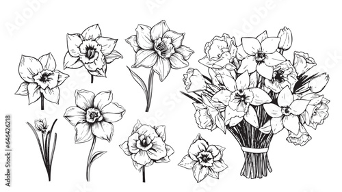 Daffodil flower set sketch hand drawn in comic style.Vector Garden flowers