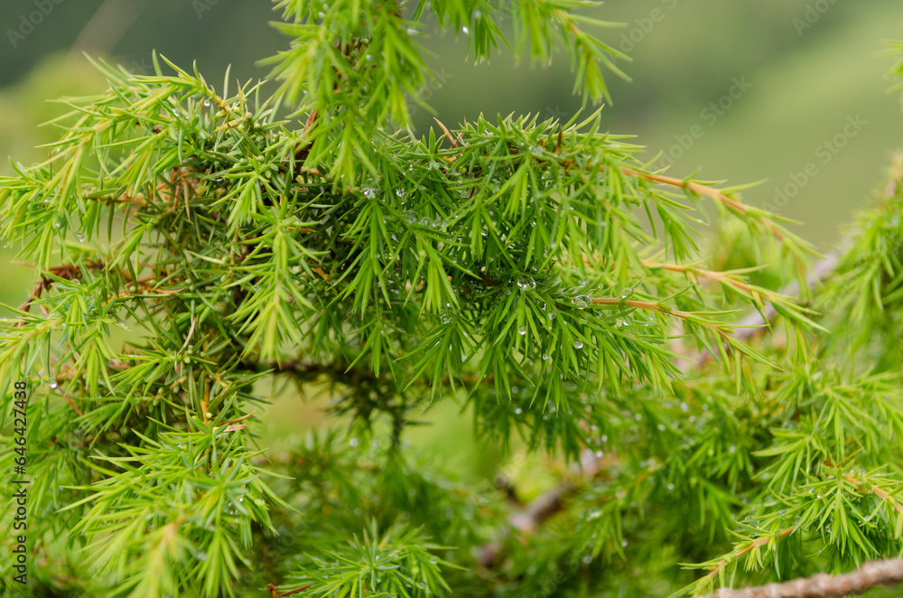 Green juniper bush with dew drops after rain Green juniper bush with dew drops after rain