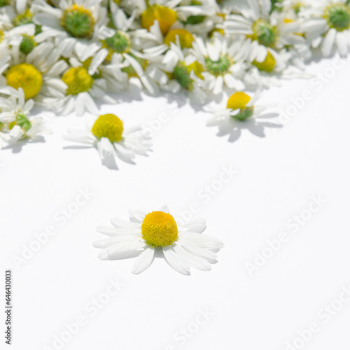 Medical medicinal chamomile lies on a white background