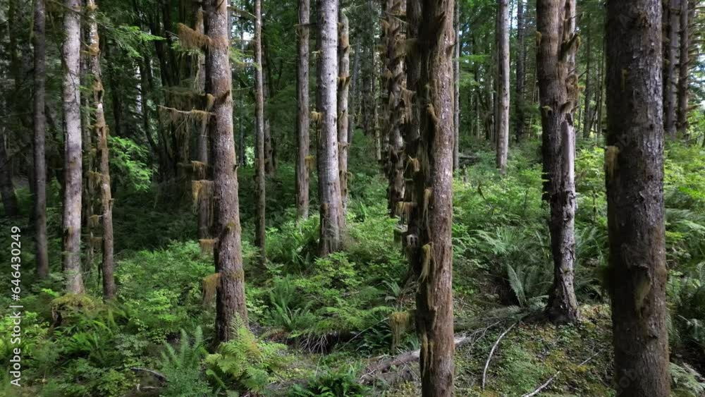 dodge the conifers boreal coniferous dodge the conifers boreal coniferous