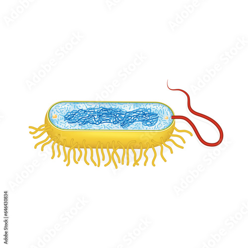 Structure of the bacteria Escherichia coli