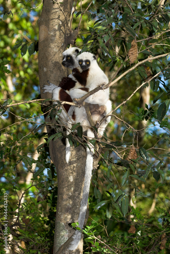 Obraz premium Lémurien, Propithéque de Coquerel , Propithecus coquerili, Madagascar