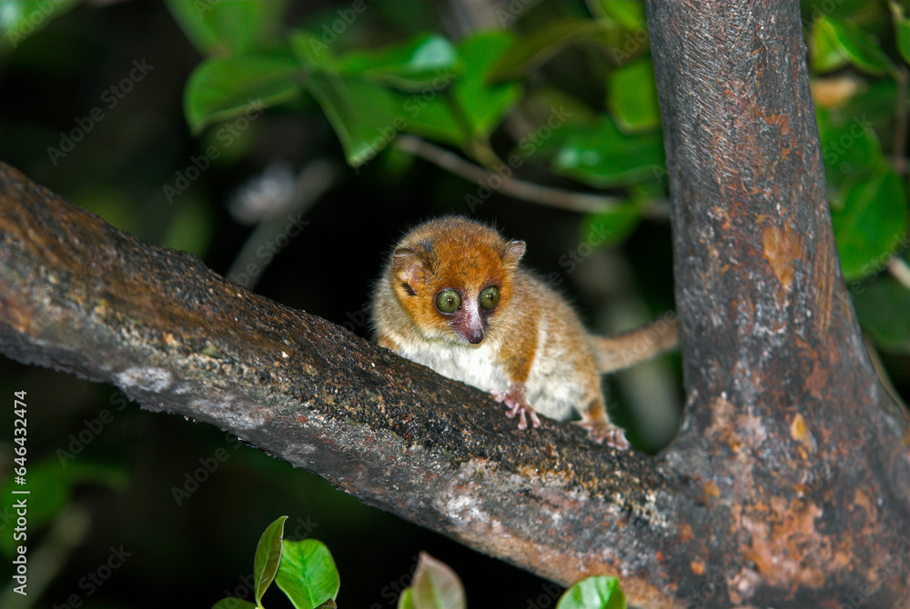 Microcébe roux, lémurien, Microcebus rufus, Madagascar Microcébe roux, lémurien, Microcebus rufus, Madagascar
