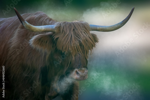 close-up of a Scottish Highland Cow on a cold day blowing steam