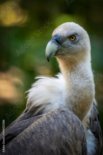 vertical close-up portrait of a vulture