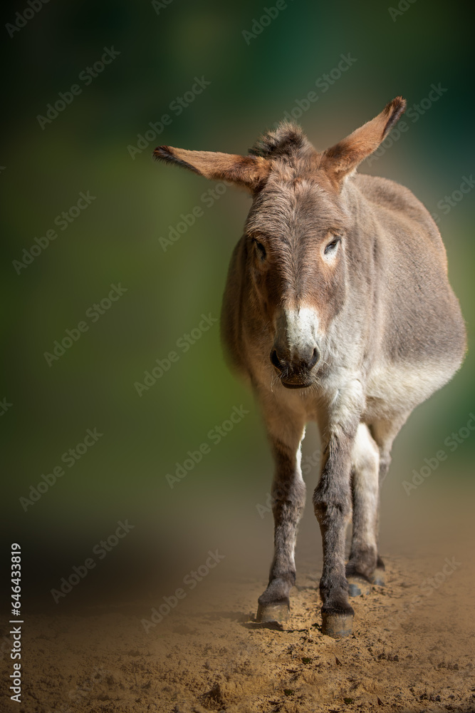 vertical portrait of a staning donkey against a green background