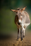 vertical portrait of a staning donkey against a green background