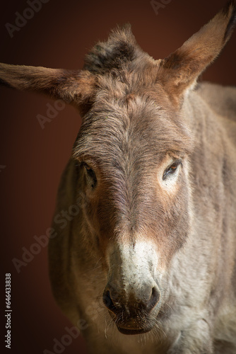 portrait of a donkey with pointed ears