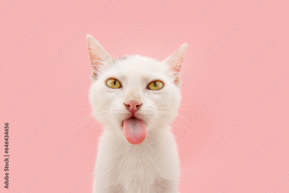 Funny kitten cat sticking tongue out licken screen. Isolated on pink pastel background