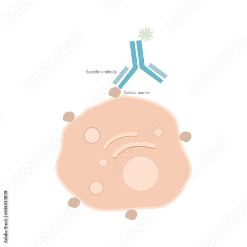 The cellular markers on the cell surface was bound by specific antibody for target cell detection.