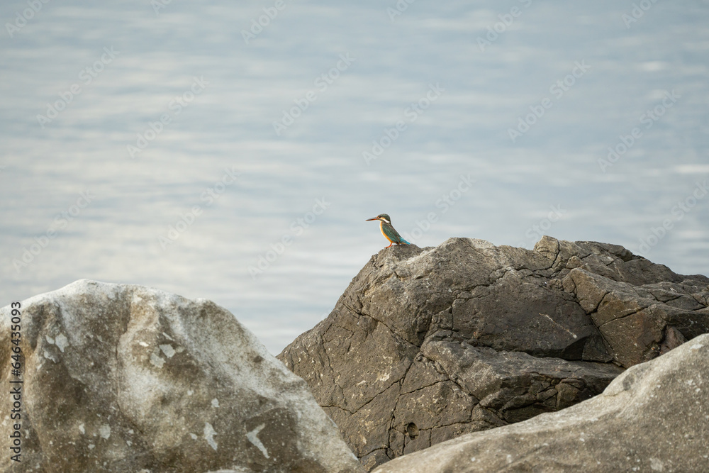 Collared Kingfisher is waiting to catch a fish while being aware on its surroundings