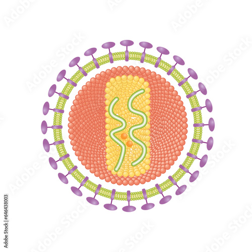 HIV, human immunodeficiency virus