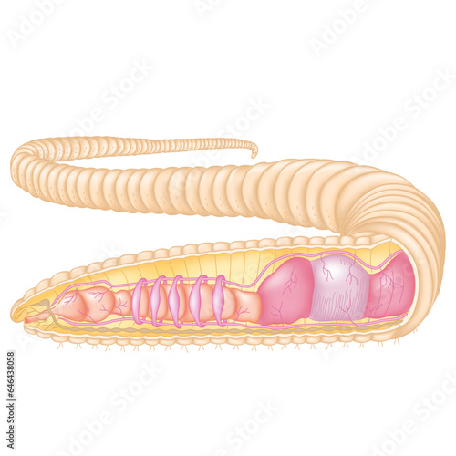 Digestive, cardiovascular and nervous systems of the earthworm