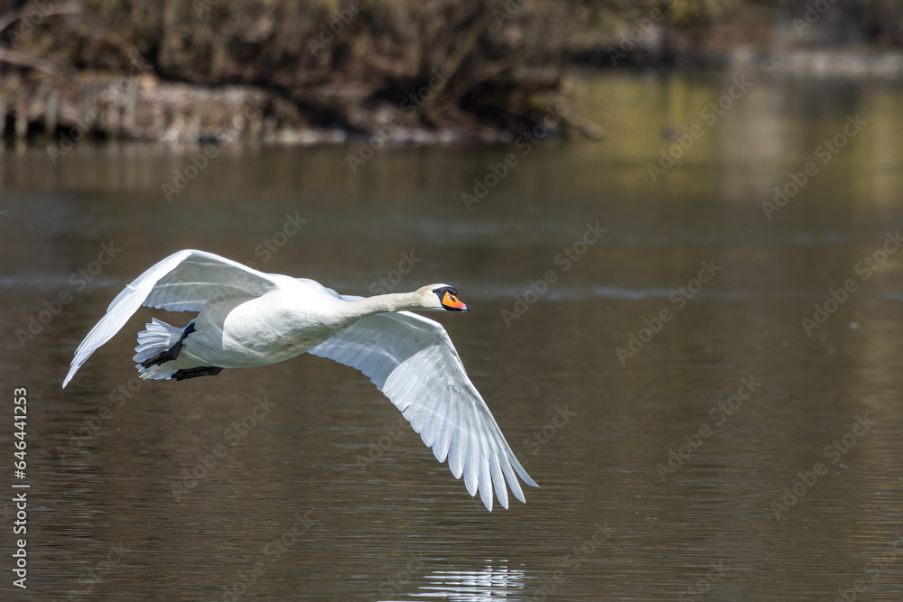 Mute swan, Cygnus olor flying over a lake in the English Garden in Munich, Germany Mute swan, Cygnus olor flying over a lake in the English Garden in Munich, Germany